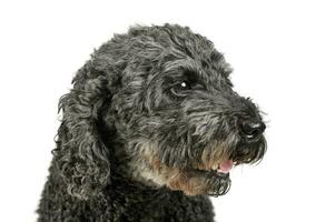 Portrait of an adorable pumi looking satisfied - isolated on white background photo