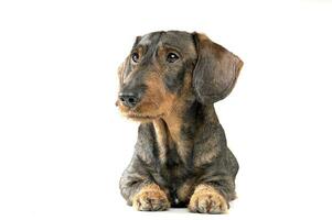 Studio shot of an adorable wired haired Dachshund looking curiously photo