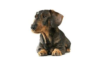 Studio shot of an adorable wired haired Dachshund looking curiously photo