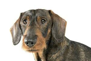 Portrait of an adorable wired haired Dachshund looking curiously at the camera photo