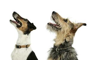 Portrait of an adorable Fox Terrier and a mixed breed dog looking up curiously photo
