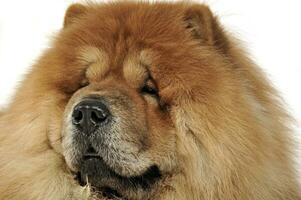 Beautiful chow chow posing in a photo studio