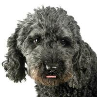 perrito pumi sensación bueno en un blanco foto estudio