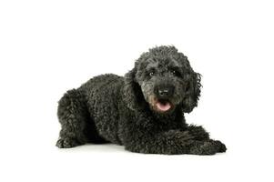 Studio shot of an adorable pumi lying and looking satisfied photo