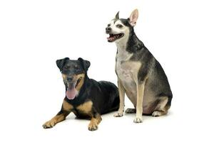 Studio shot of an adorable mixed breed dog photo