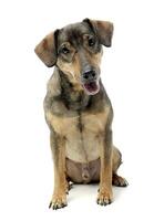 Studio shot of an adorable mixed breed dog photo