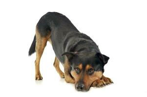 Mixed breed strong dog calling to play in white photo background