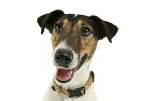 Portrait of an adorable Fox Terrier looking curiously at the camera photo