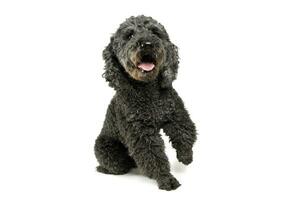 Studio shot of an adorable pumi lifting her front leg and looking satisfied photo