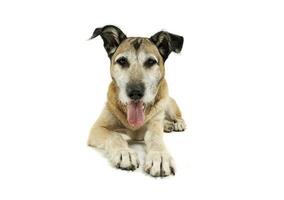 Studio shot of an adorable mixed breed dog lying and looking satisfied photo