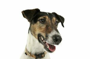 Portrait of an adorable Fox Terrier looking satisfied photo