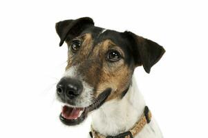 Portrait of an adorable Fox Terrier looking curiously at the camera photo