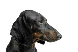 An adorable black and tan short haired Dachshund looking calm photo