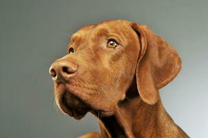 Portrait of a lovely magyar vizsla photo