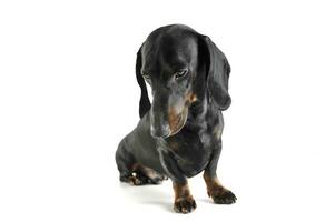 Studio shot of an adorable black and tan short haired Dachshund looking sad photo