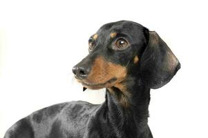 Studio shot of an adorable short haired Dachshund looking curiously photo