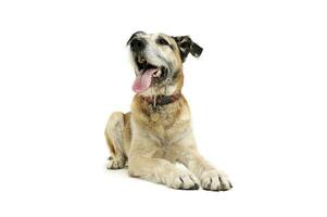 Studio shot of an adorable mixed breed dog lying and looking satisfied photo