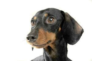 Portrait of an adorable short haired Dachshund looking curiously photo