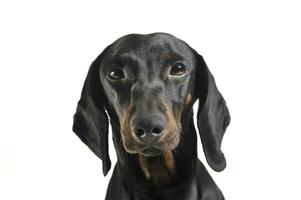 An adorable black and tan short haired Dachshund looking curiously at the camera photo