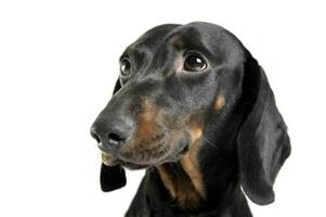 Portrait of an adorable black and tan short haired Dachshund looking curiously photo