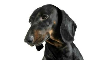 An adorable black and tan short haired Dachshund looking calm photo