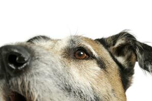 Portrait of an adorable mixed breed dog looking up curiously photo