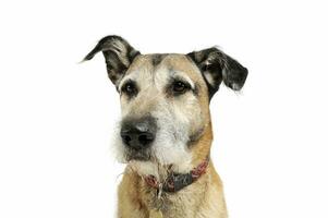 Portrait of an adorable mixed breed dog looking curiously photo