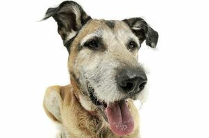 Studio shot of an adorable mixed breed dog lying and looking satisfied photo