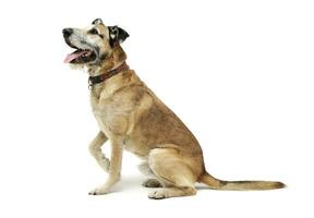 Studio shot of an adorable mixed breed dog sitting and looking up curiously photo