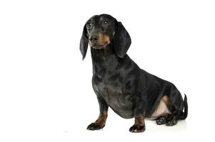 An adorable short haired Dachshund looking curiously at the camera photo