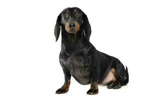 An adorable short haired Dachshund looking curiously at the camera photo