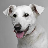 Studio shot of an adorable mixed breed dog photo