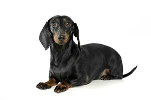 An adorable short haired Dachshund looking curiously at the camera photo