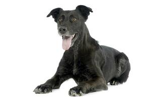 Studio shot of an adorable mixed breed dog photo