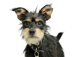 Portrait of an adorable mixed breed dog looking curiously at the camera photo