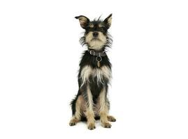 Studio shot of an adorable mixed breed dog sitting and looking curiously at the camera photo