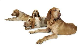 Group of Bracco Italiano feeling good in a white photo studio