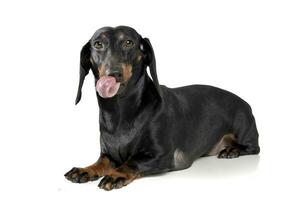 An adorable short haired Dachshund lying with hanging tongue photo