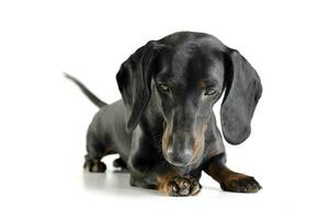 Studio shot of an adorable black and tan short haired Dachshund looking down sadly photo