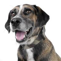 Studio shot of an adorable mixed breed dog photo