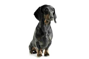 Studio shot of an adorable black and tan short haired Dachshund looking curiously photo