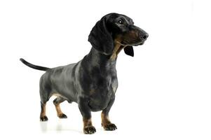 Studio shot of an adorable black and tan short haired Dachshund looking curiously photo