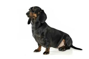 An adorable short haired Dachshund sitting on white background photo