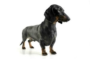 Studio shot of an adorable black and tan short haired Dachshund looking sad photo