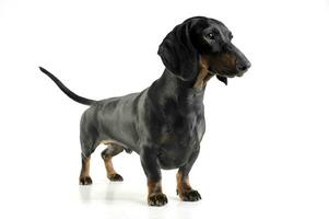 Studio shot of an adorable black and tan short haired Dachshund looking curiously photo