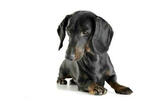 Studio shot of an adorable black and tan short haired Dachshund looking down sadly photo