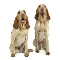 Group of Bracco Italiano feeling good in a white photo studio