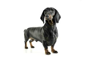 An adorable black and tan short haired Dachshund looking curiously at the camera photo