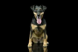 estudio Disparo de un adorable Jack Russell terrier perrito foto