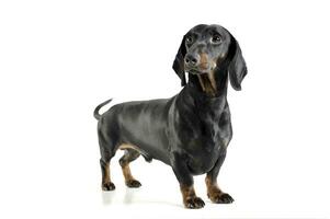 Studio shot of an adorable black and tan short haired Dachshund looking curiously photo